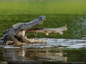 Croc Gets Fish Dinner