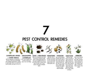 Pest Control Remedies