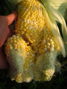 Deformed Corn