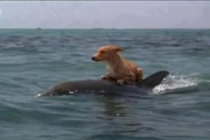 Dog On Dolphin