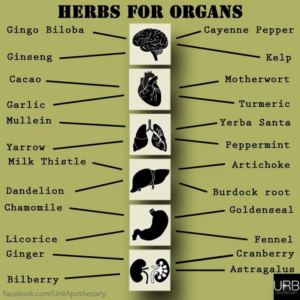 Herbs For Organ Health