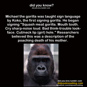 Gorilla Sign Language