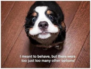 I Meant To Behave