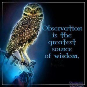 Observation Is The Greatest Source Of Wisdom