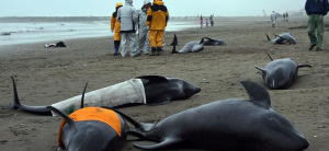 Dead Dolphins In Fukushima Stranding Found With White Radiated Lungs 