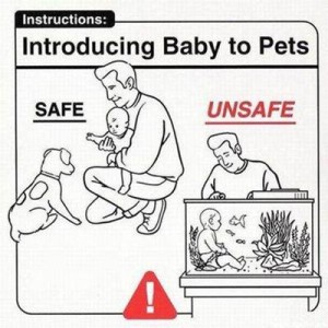 Introducing Babies To Pets