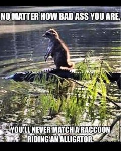 Bad Ass Raccoon