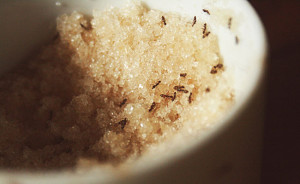 Ants In Sugar