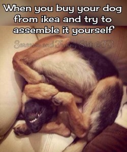 Ikea Dog