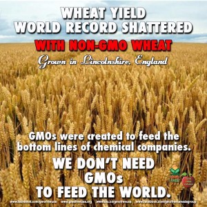 Record Yield From Non-GMO Wheat