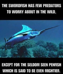 Penfish Versus Swordfish