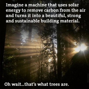 The Wonder Of Trees