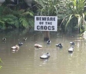 Beware The Crocs