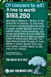 The Worth Of A Tree