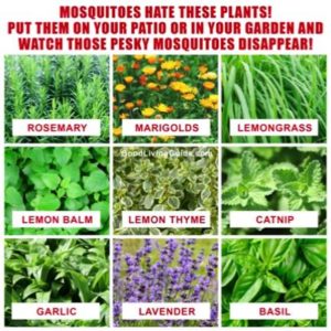 Mosquito Repelling Plants  