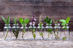 10 Herbs You Can Grow Indoors In Water All Year Long