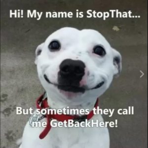 My Name Is Stop That!  