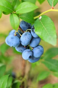 Blueberries Growing