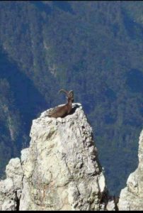 Goat At Summit