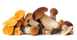Eat These 7 Mushrooms to Live Longer