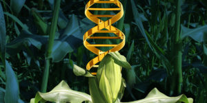 GMO DNA Transferred To Humans