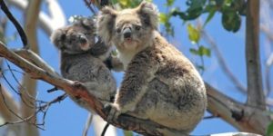koalas-in-tree