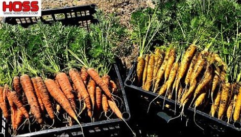 Harvested Carrots