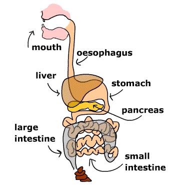 Digestive System