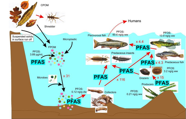 PFAS Toxin Chain